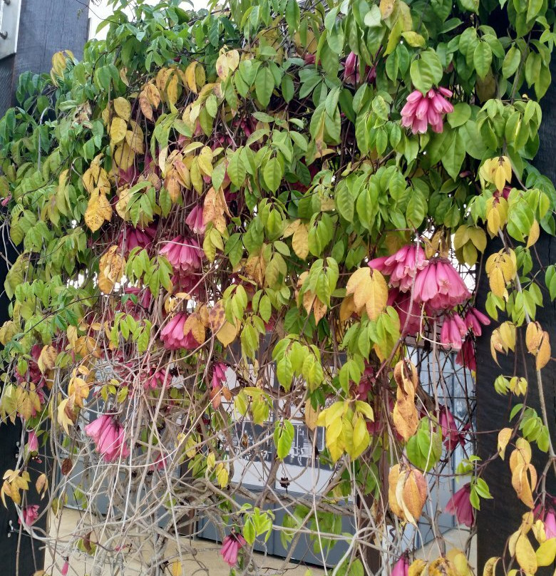 Alf Larsen Park-Miriam Vale必去景点