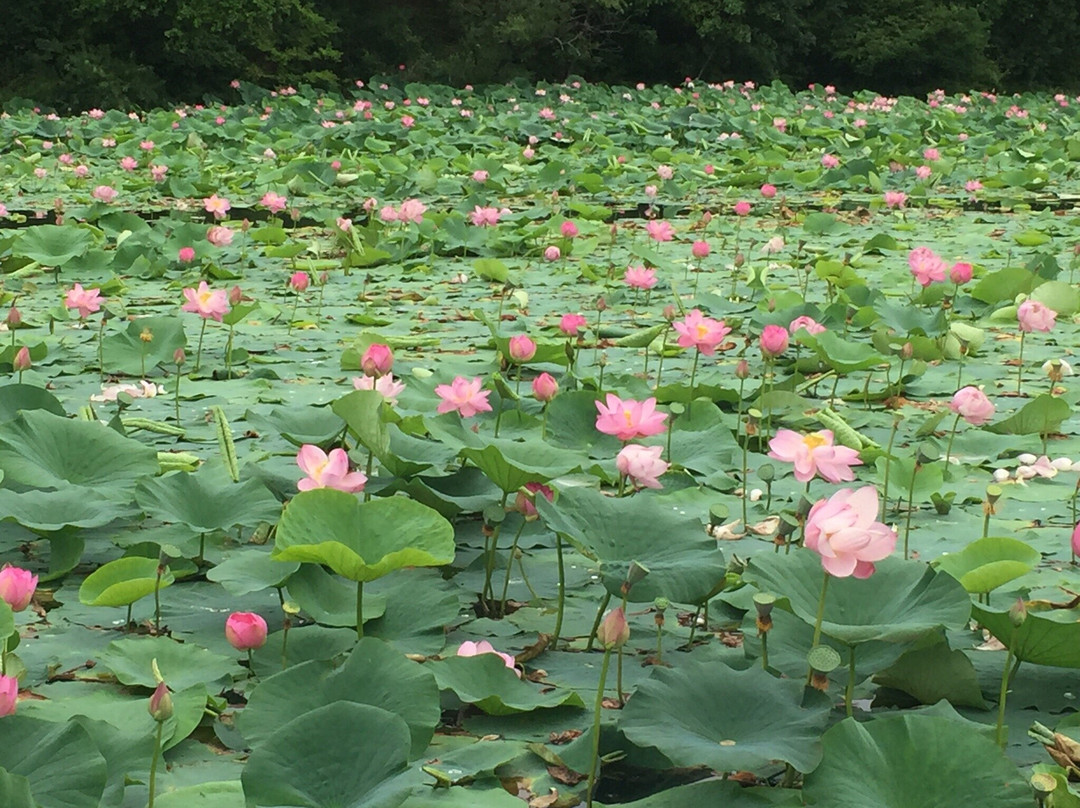 Lotosovoye Lake-乌苏里斯克必去景点