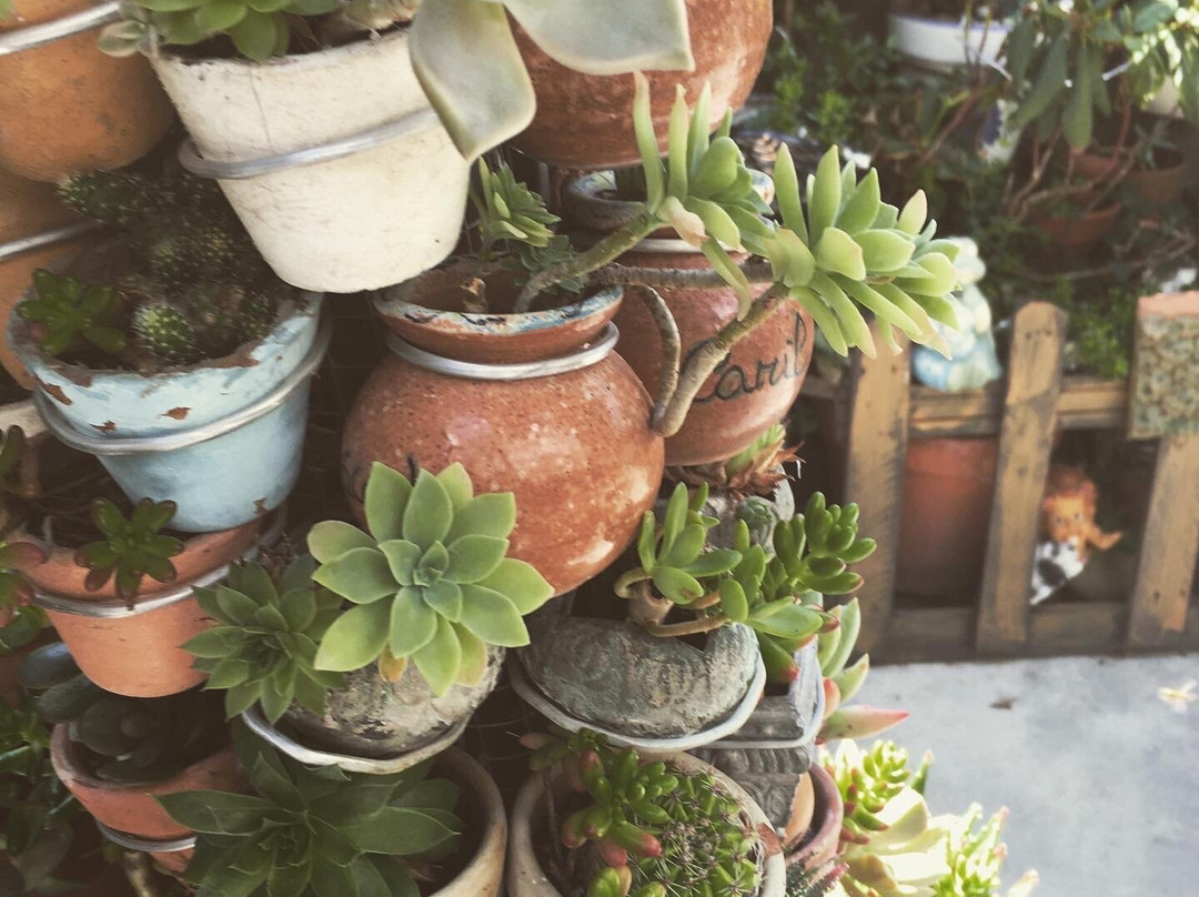 La Casa de los Cactus