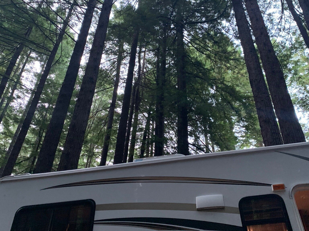 Humboldt Redwoods State Park景点图片