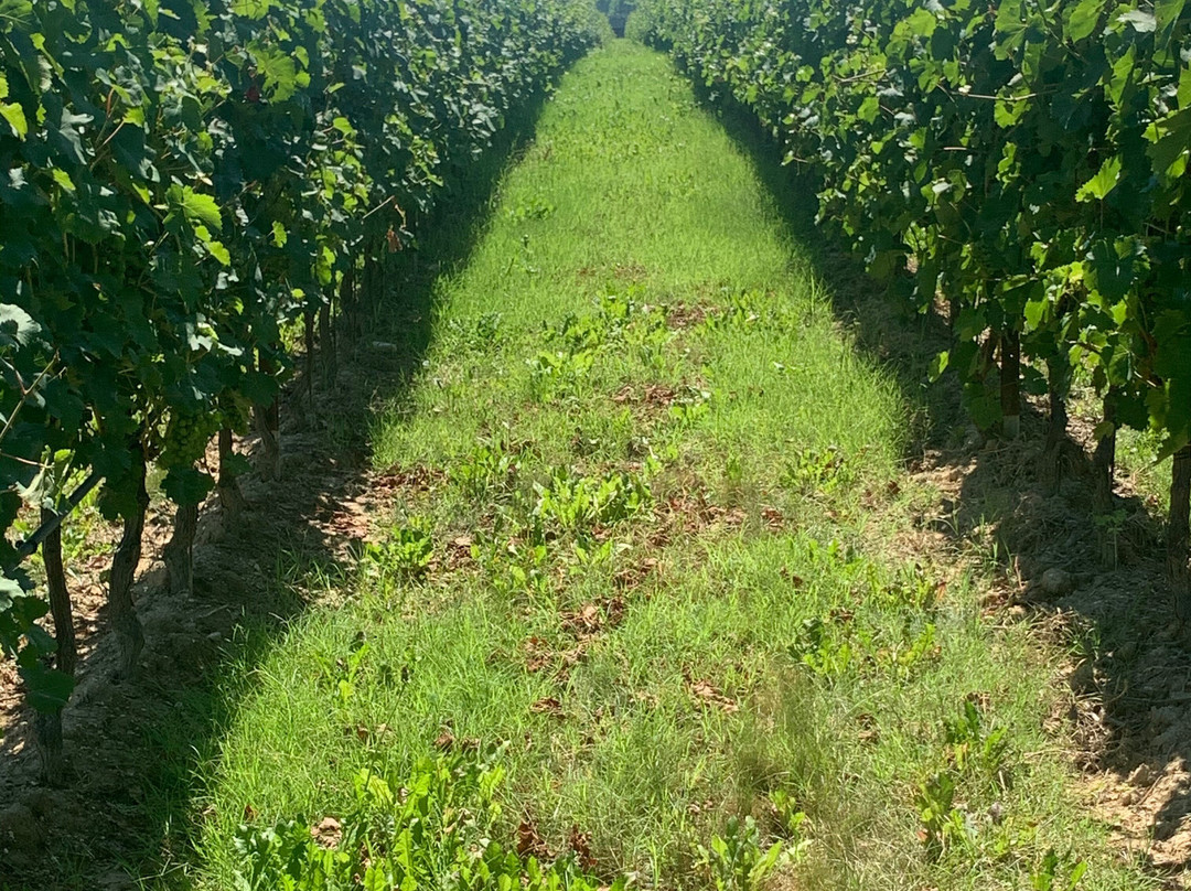 Azienda Agricola Provenza-代森扎诺-德尔加达必去景点