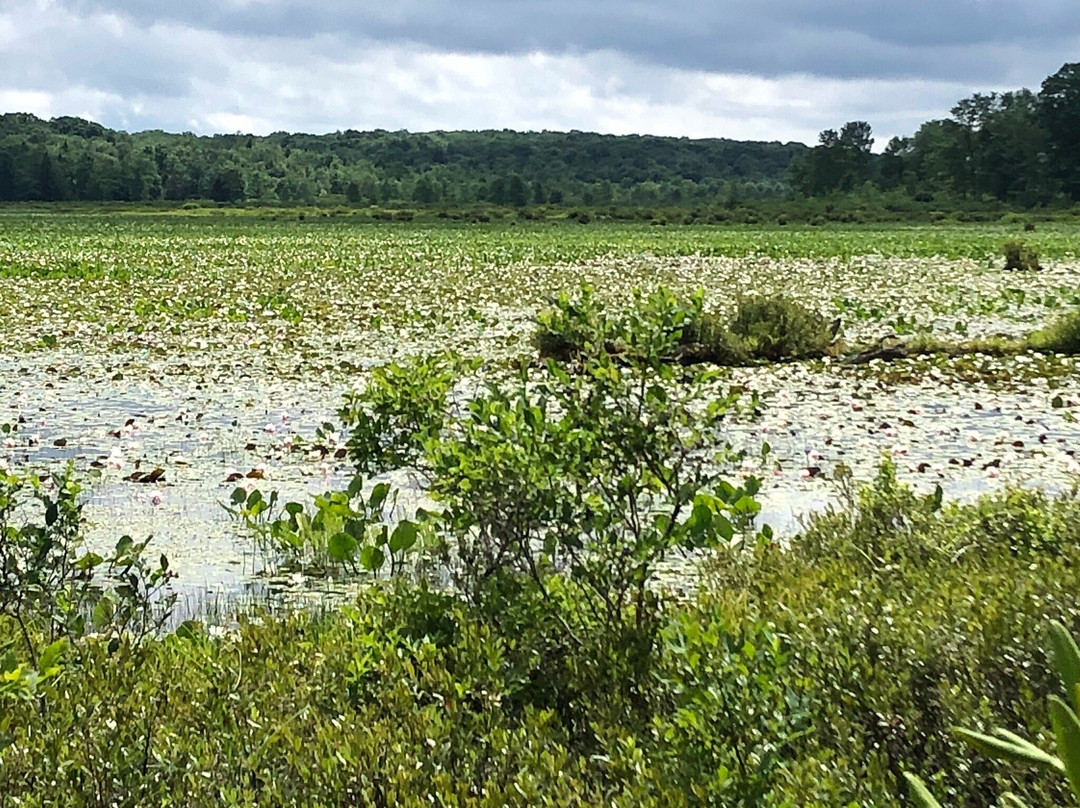 Black Moshannon State Park景点图片