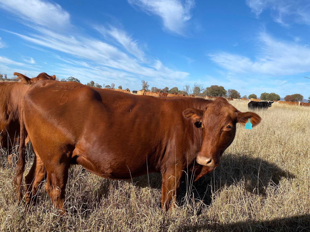 Arcadia Valley Escape主图