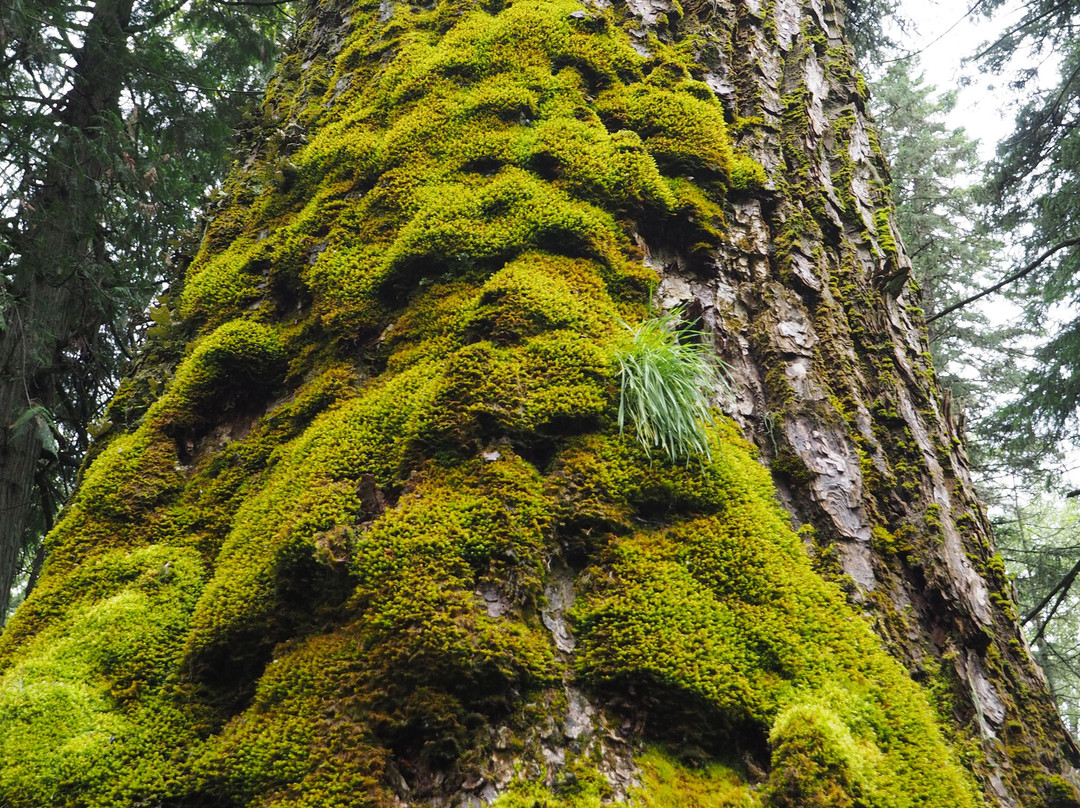 Ancient Cottonwood-弗尼必去景点