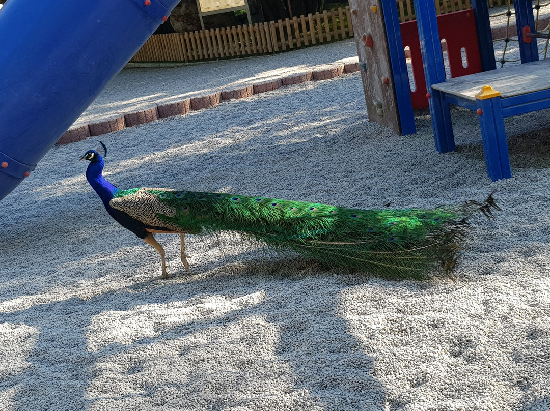 Schongauer Marchenwald und Tierpark-Schongau必去景点