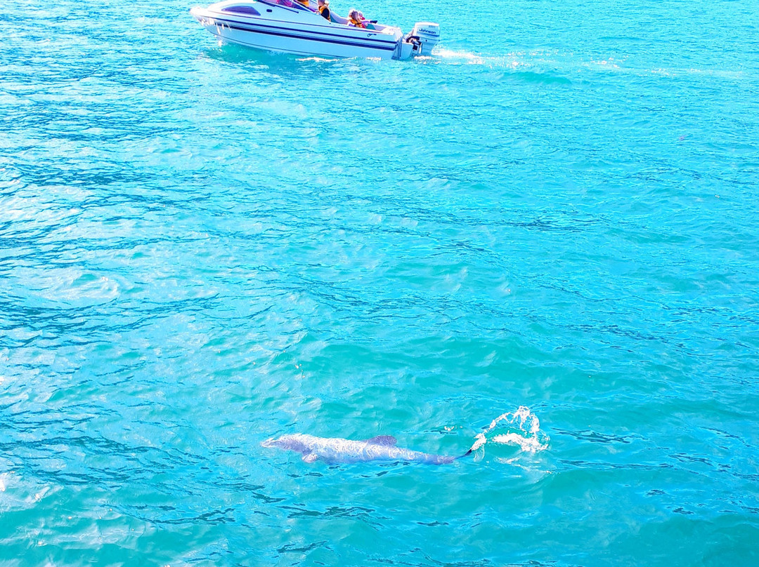 阿卡罗阿海豚观赏航行-阿卡罗阿必去景点