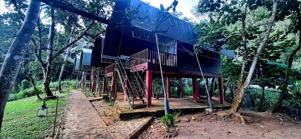 360 Rainforest主图