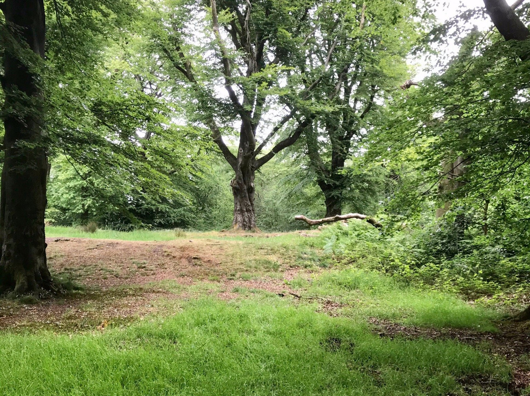 Beacon Hill Woods-Shepton Mallet必去景点