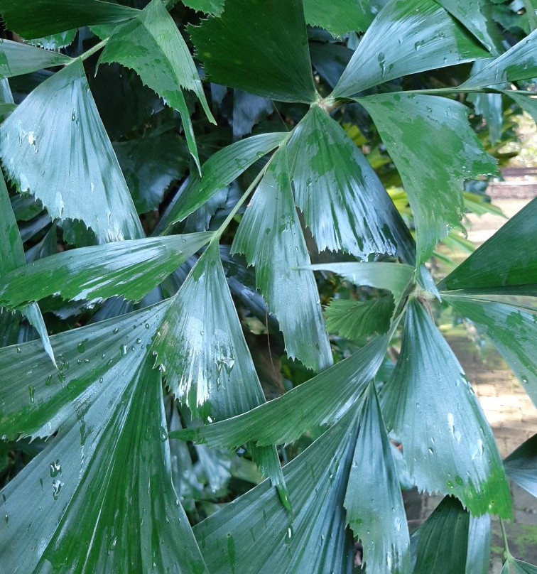 Noosa Botanic Gardens景点图片