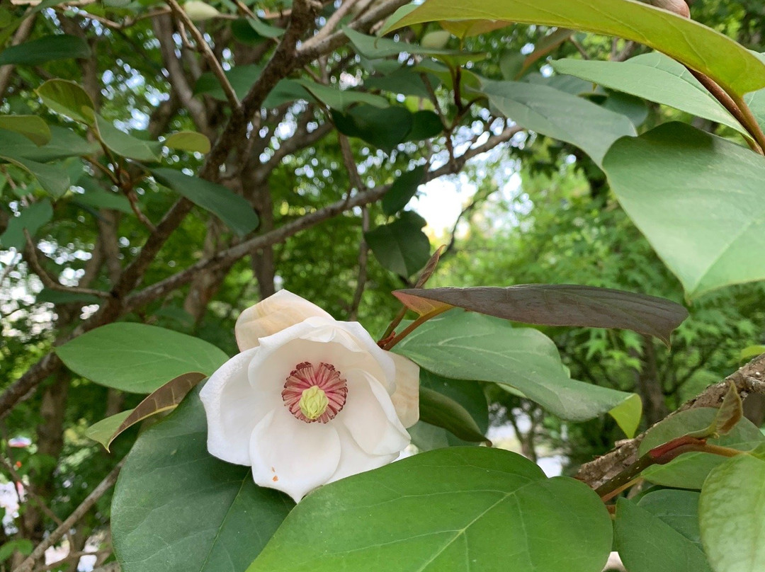 Shugakuin Temple-吉野里町必去景点