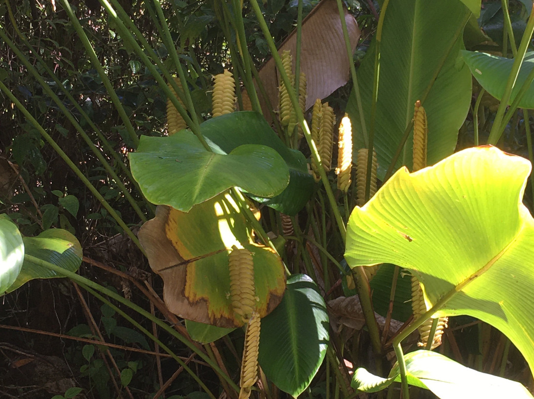 州立熔岩树公园-帕霍亚必去景点