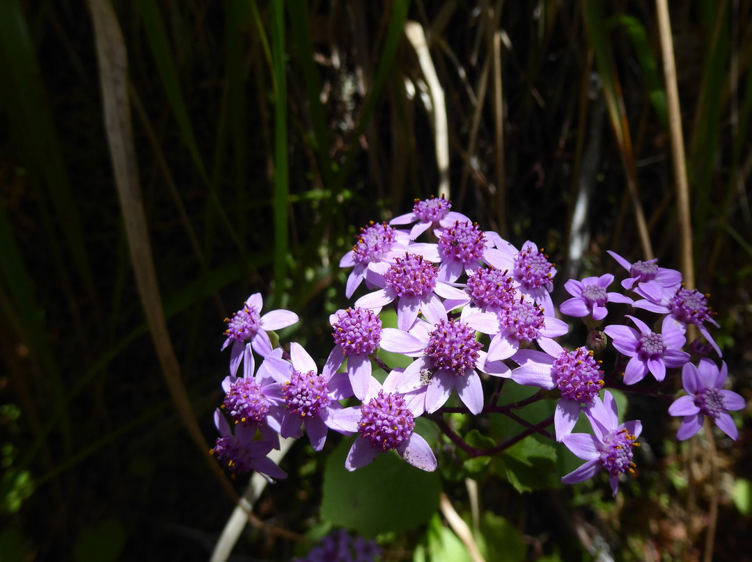 25 Fontes and Cascada da Risco-马德拉群岛必去景点