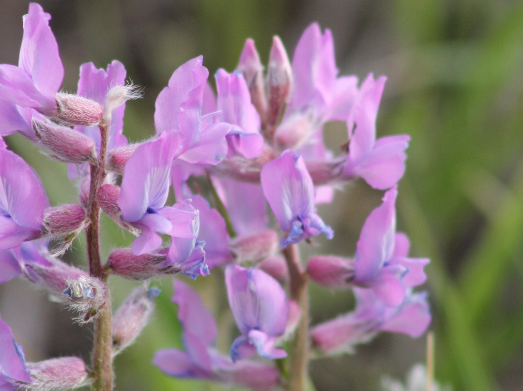 Pineridge Natural Area-科林斯堡必去景点