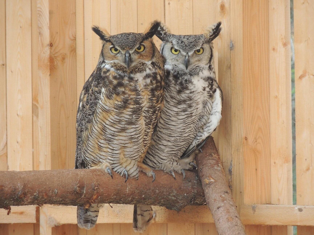 Centre D'interprétation Des Oiseaux De Proie De Godbout-Godbout必去景点