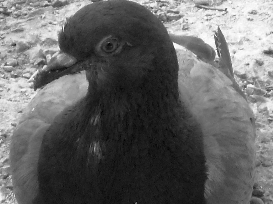 Hadrian's Library-雅典必去景点