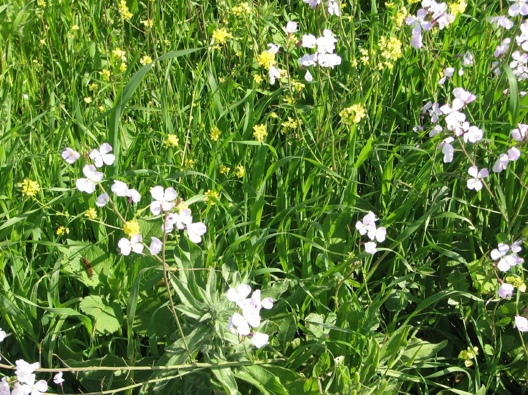 Gamla Farm-Ma'ale Gamla必去景点