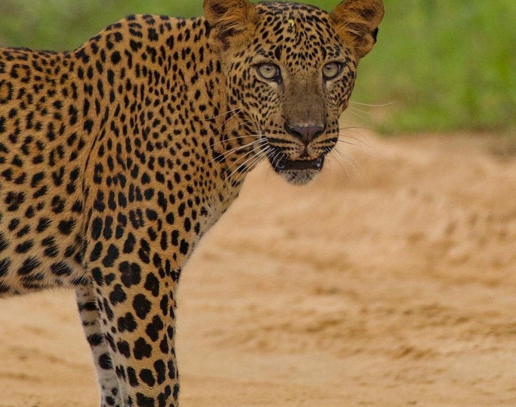 Daya Safari Jeep Service-蒂瑟默哈拉默必去景点