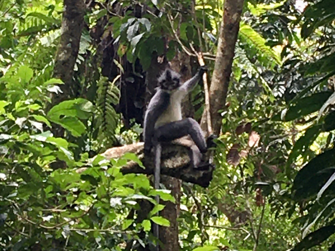 Our Jungle Trekking with Safar Ketambe-Ketambe必去景点