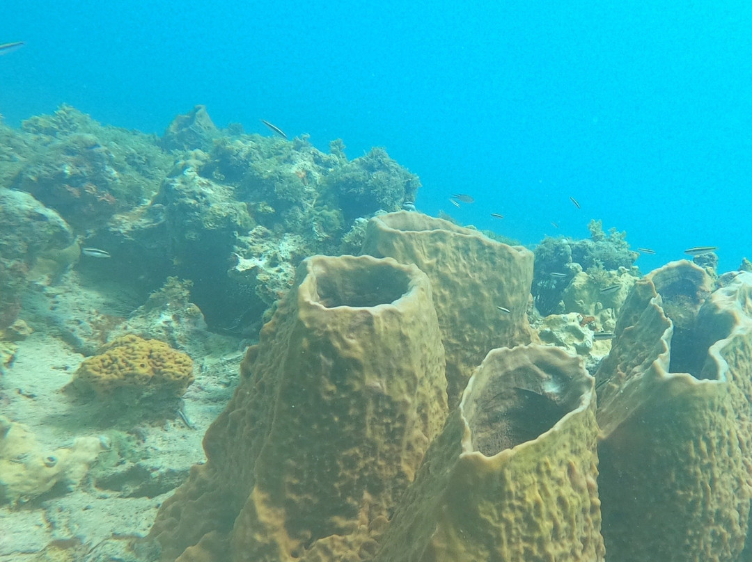 Eden Plongée-Port-Louis必去景点