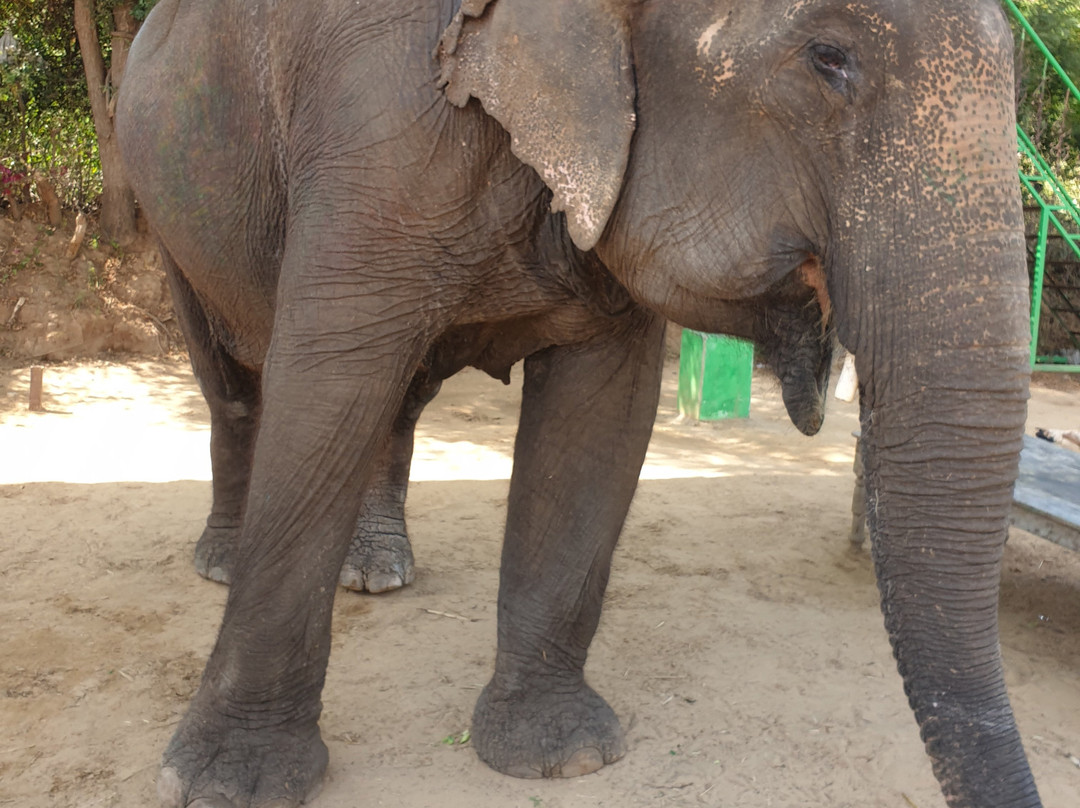 My Elephant Trip景点图片