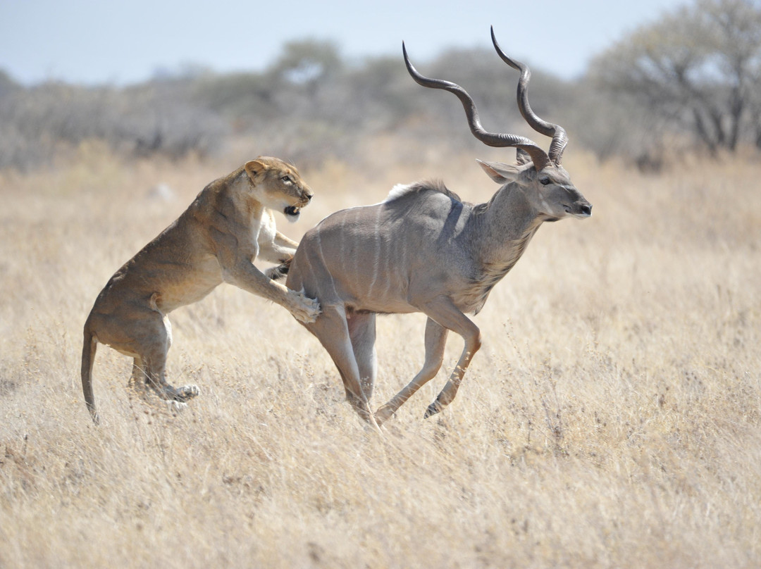 Otjana Tours and Safaris