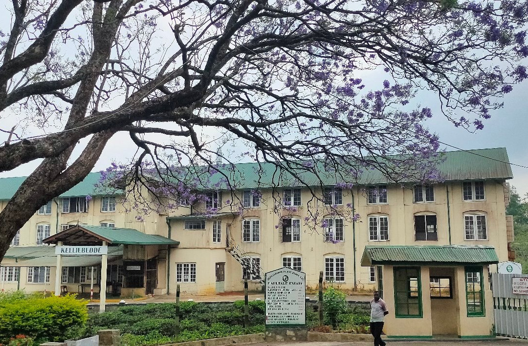 Dambatenne Tea Factory景点图片