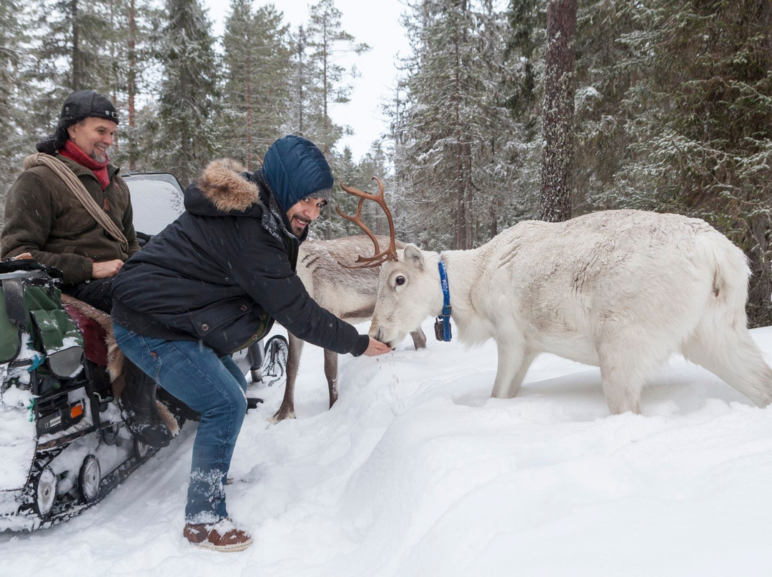 Poro-Panuma Reindeer Farm-Pudasjarvi必去景点