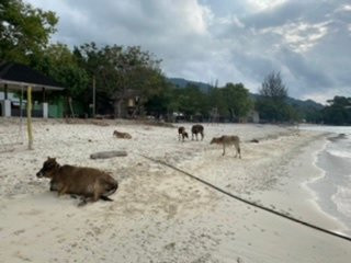 Guest House Sabang Marifi主图