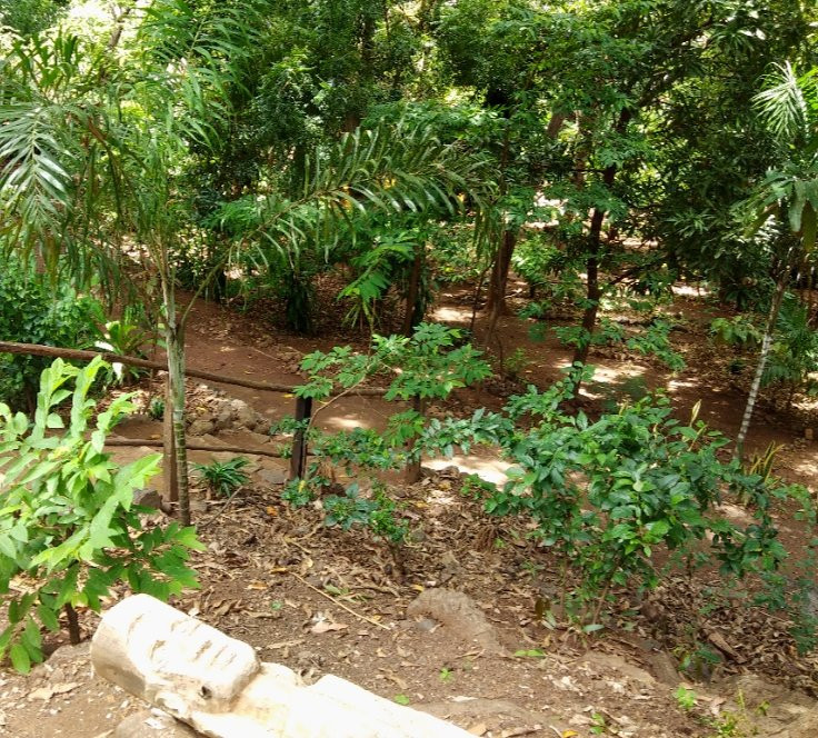 Jardin Tropical景点图片