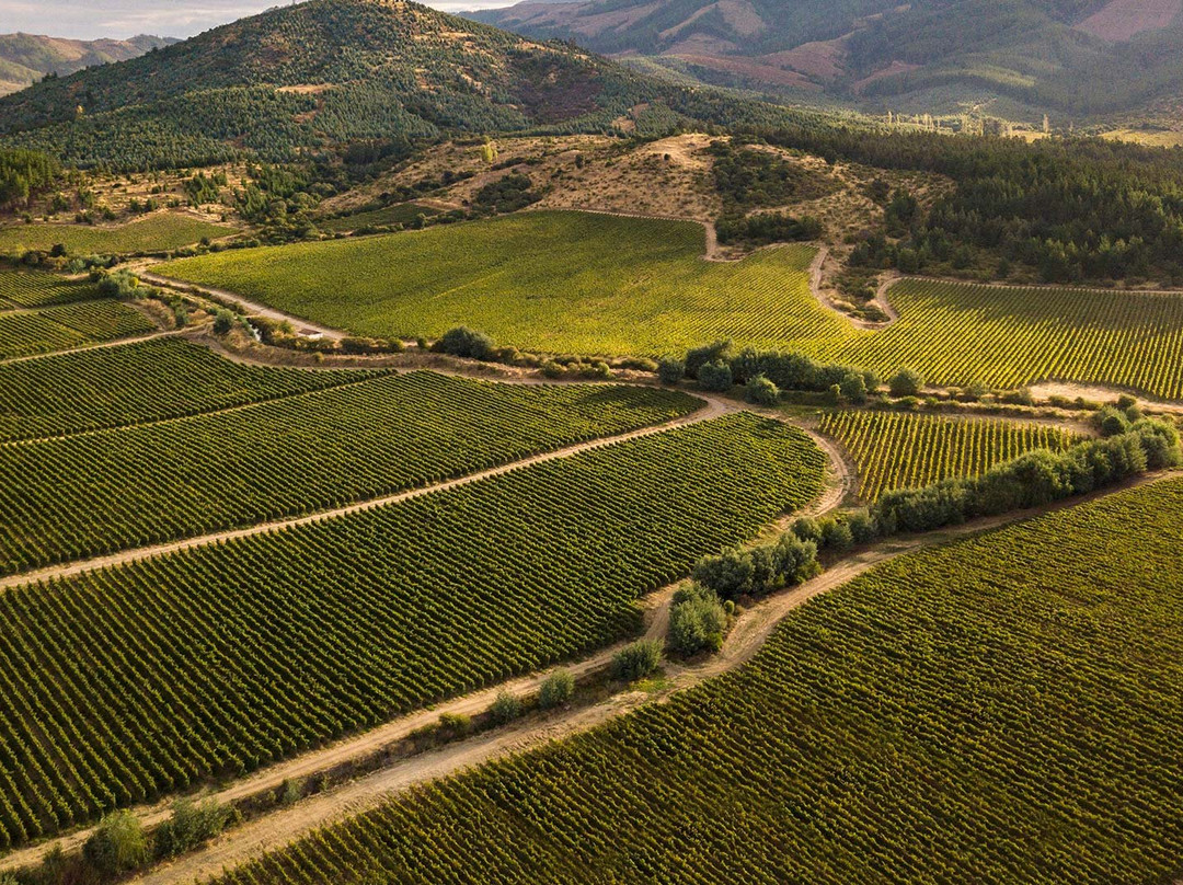 Balduzzi Vineyards & Winery-San Javier必去景点