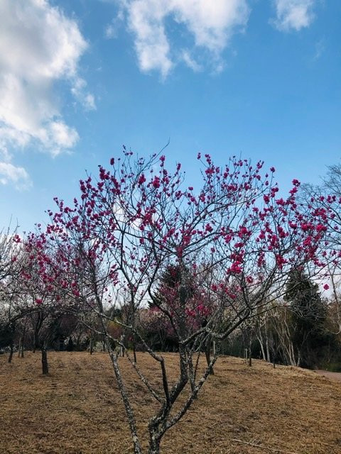 Shuzen-ji Temple Plum Grove-伊豆市必去景点
