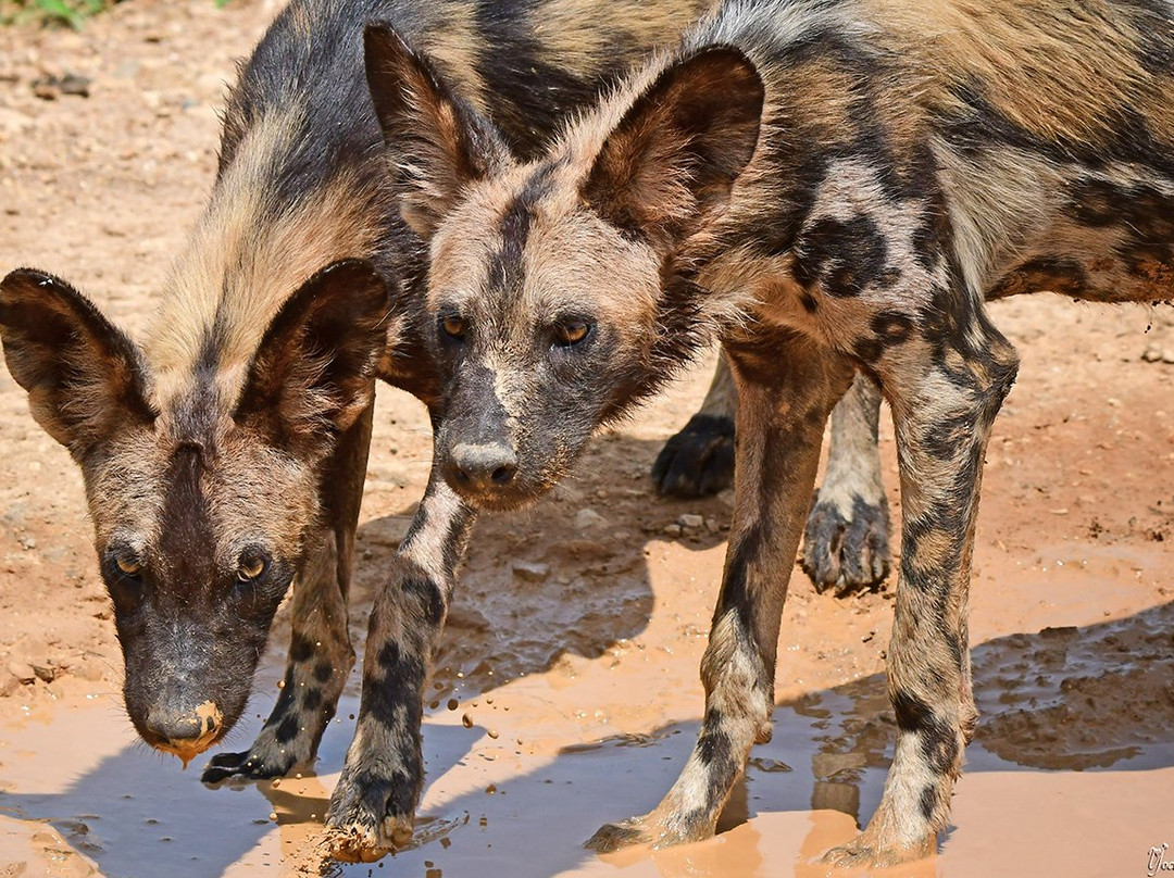 Otto Safari Guide Tanzania景点图片