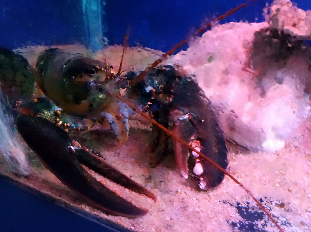 越南国家海洋博物馆-芽庄必去景点