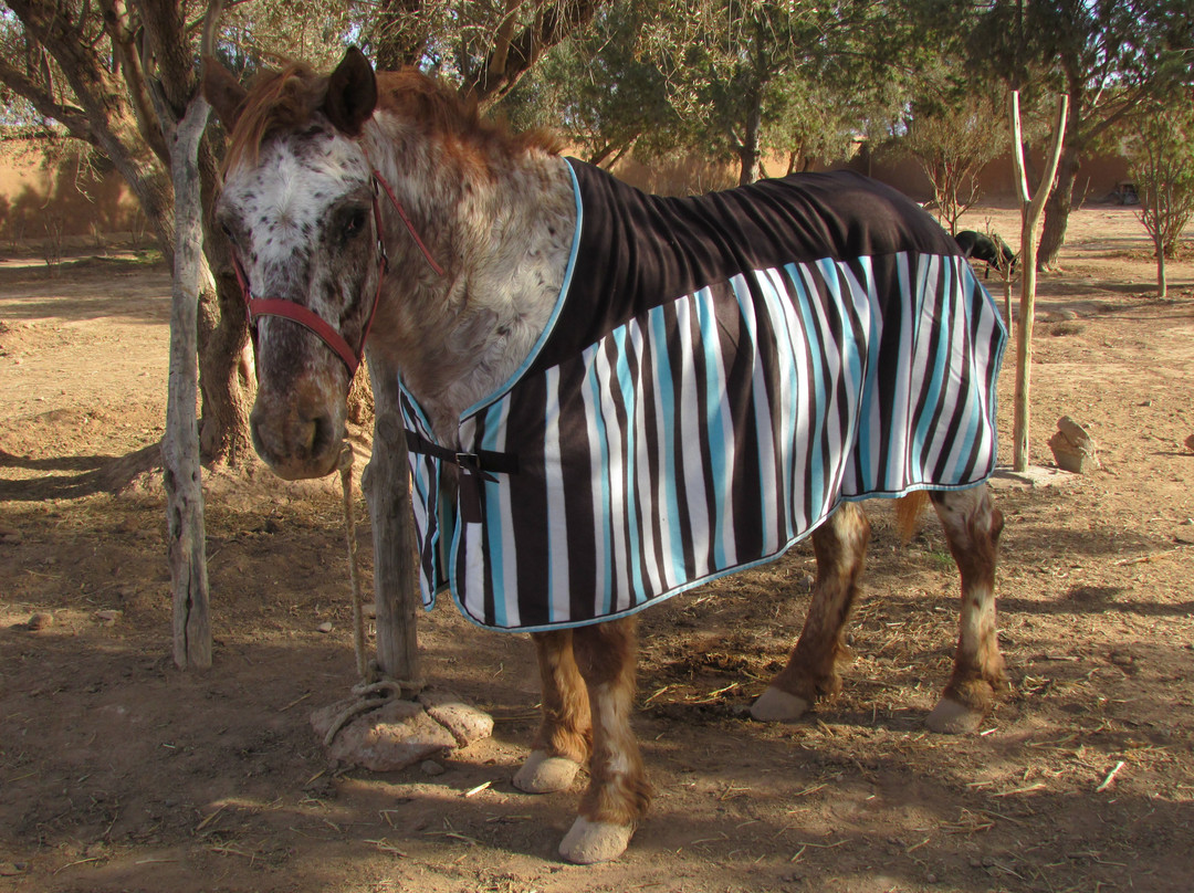 Les écuries de La Roseraie-塔鲁丹特必去景点