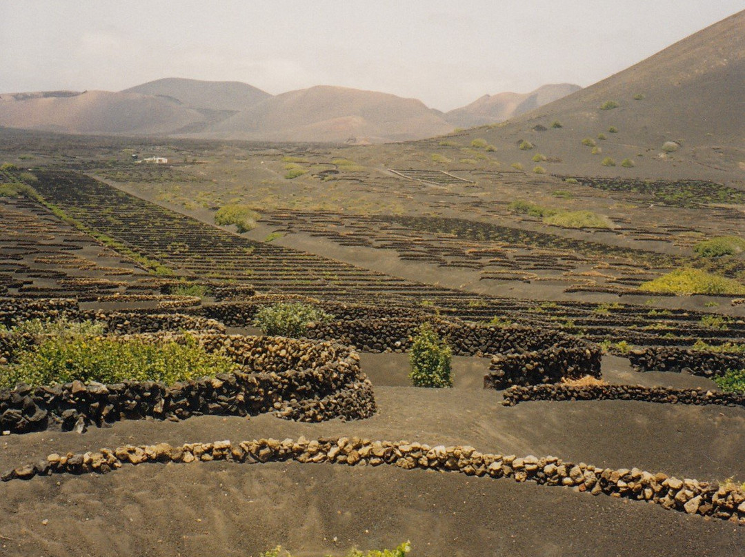 Bodega La Geria景点图片
