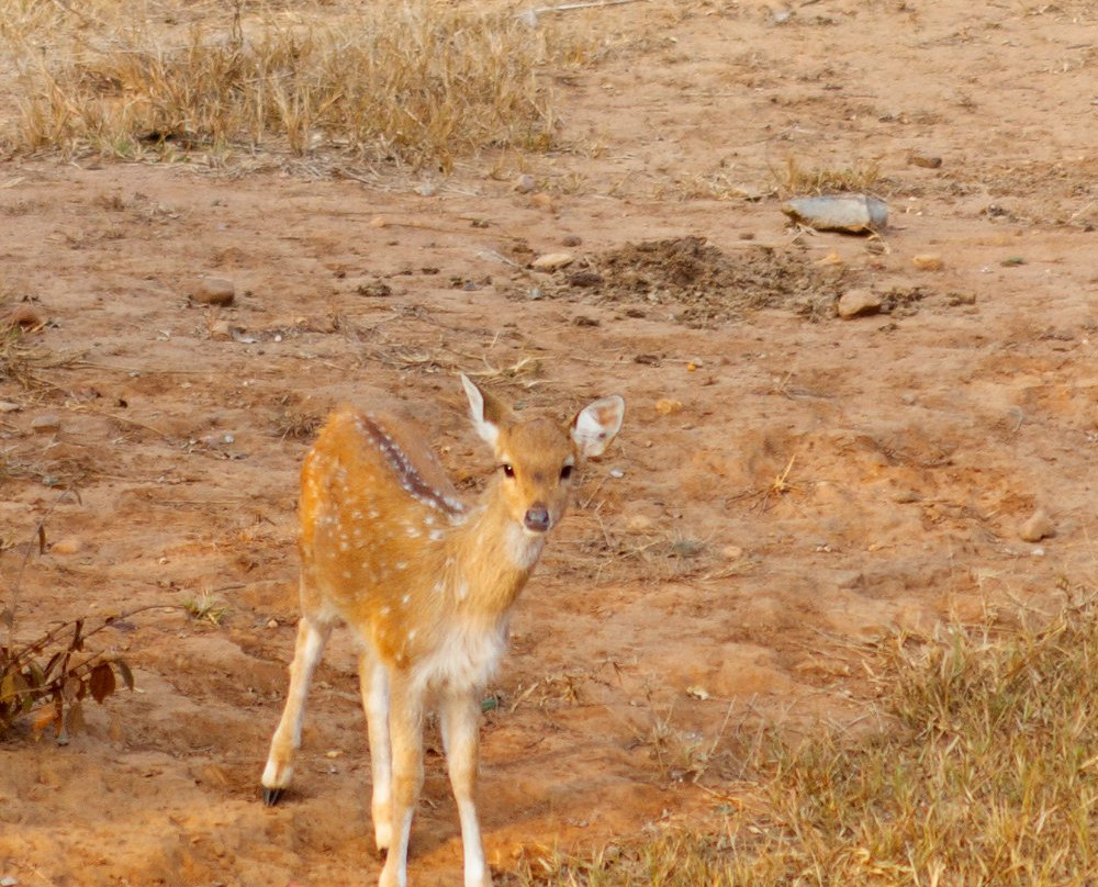 Sariska National Park景点图片