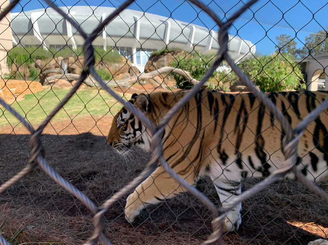 Mike the Tiger's Habitat景点图片