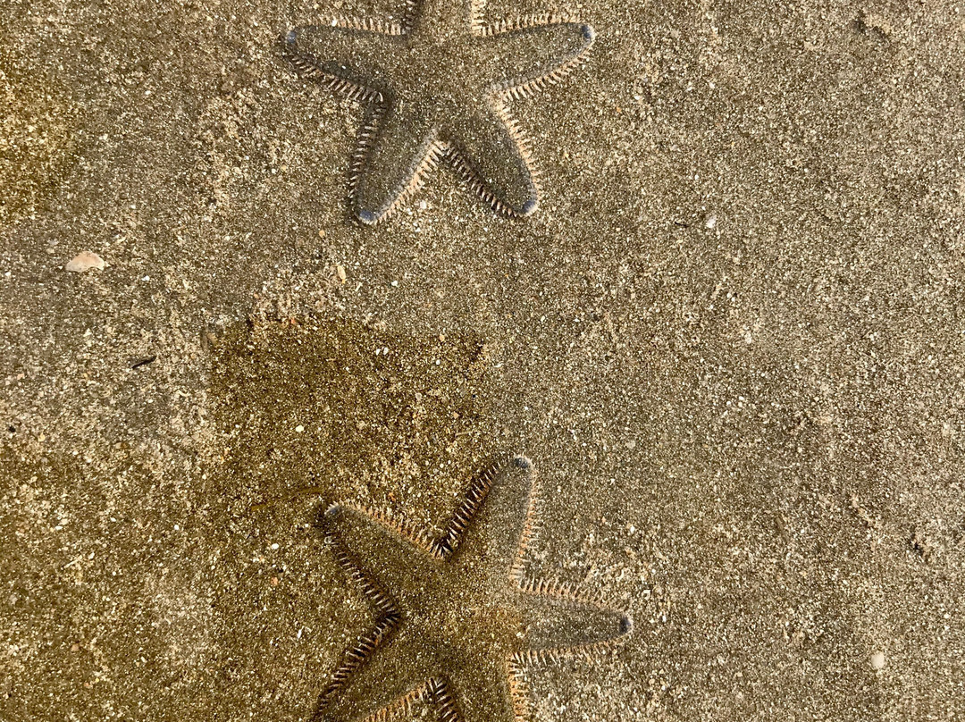 Tarkarli Beach景点图片