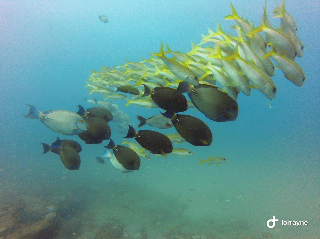 Mozambique Scuba-马布多必去景点
