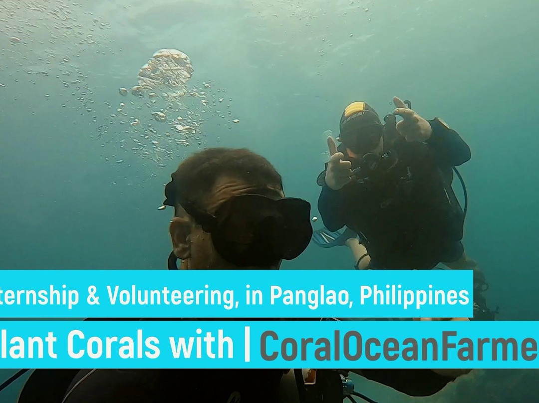 Coral Ocean Farmers internship / volunteering-Panglao必去景点