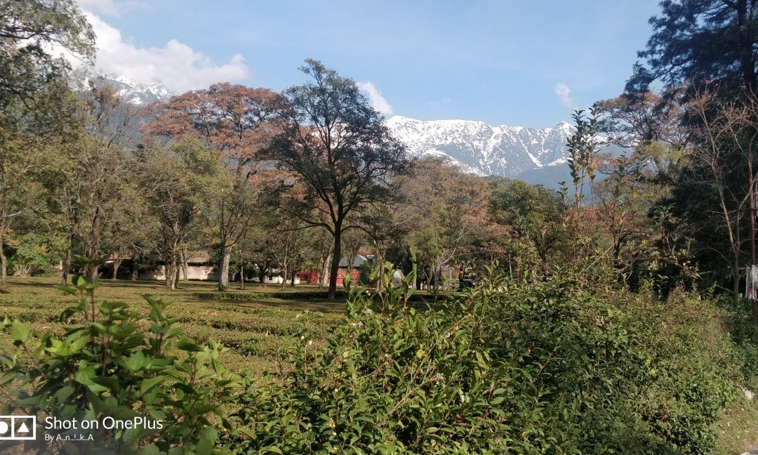 Palampur Tea Gardens景点图片