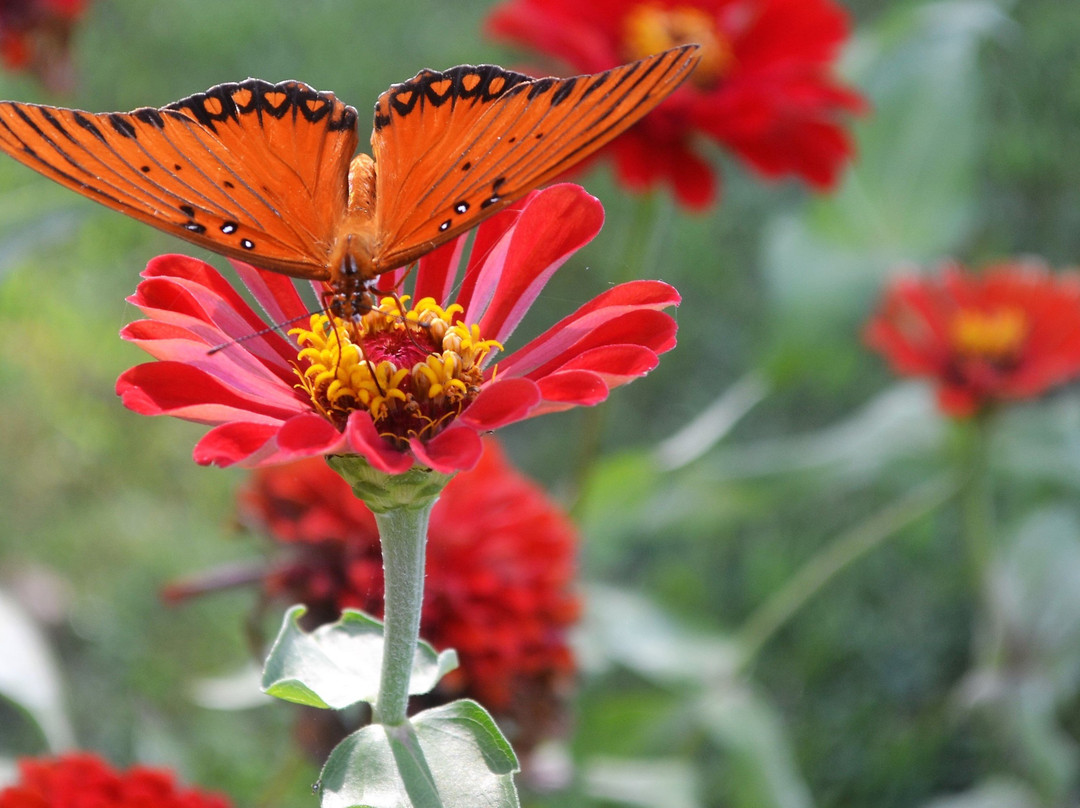Will Rogers Birthplace Ranch-Oologah必去景点