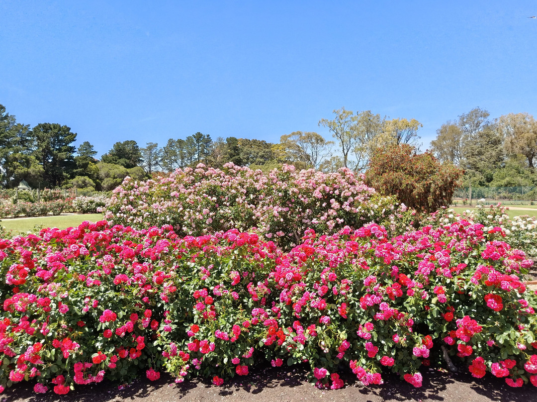 Victoria State Rose Garden-韦里比必去景点