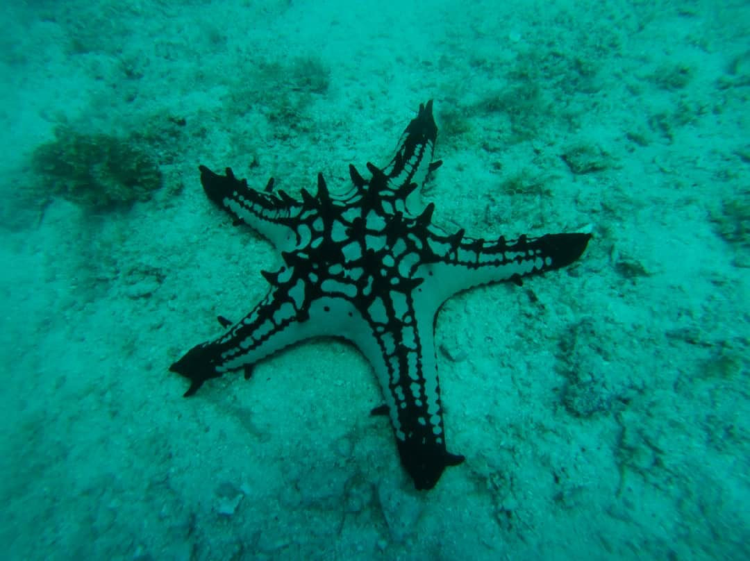 Scuba Do Zanzibar-Kendwa必去景点