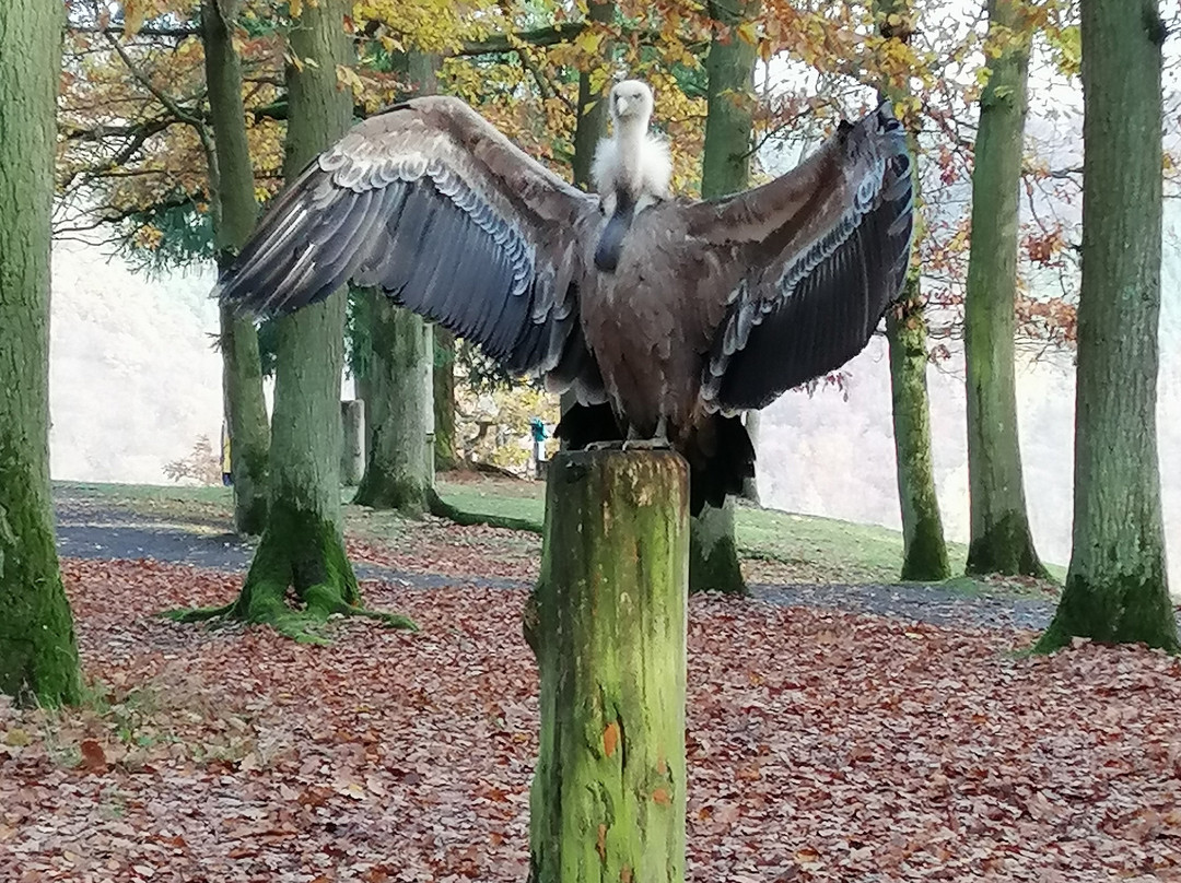 Wildtierpark Edersee景点图片