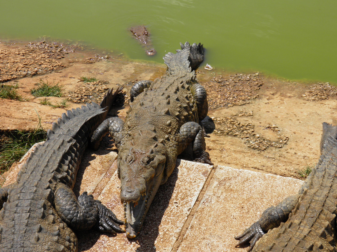 Crocodile Farm景点图片