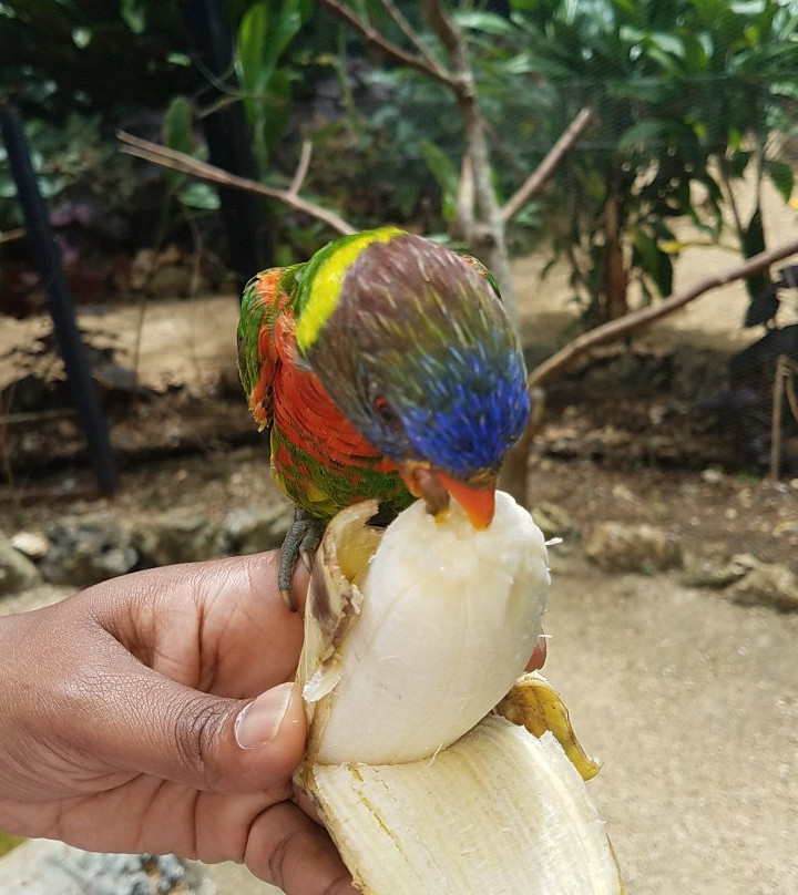 Rainbow Parrot Nature Park-维拉港必去景点