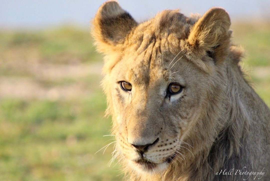 Nkonzo Wildlife Research-Hartenbos必去景点