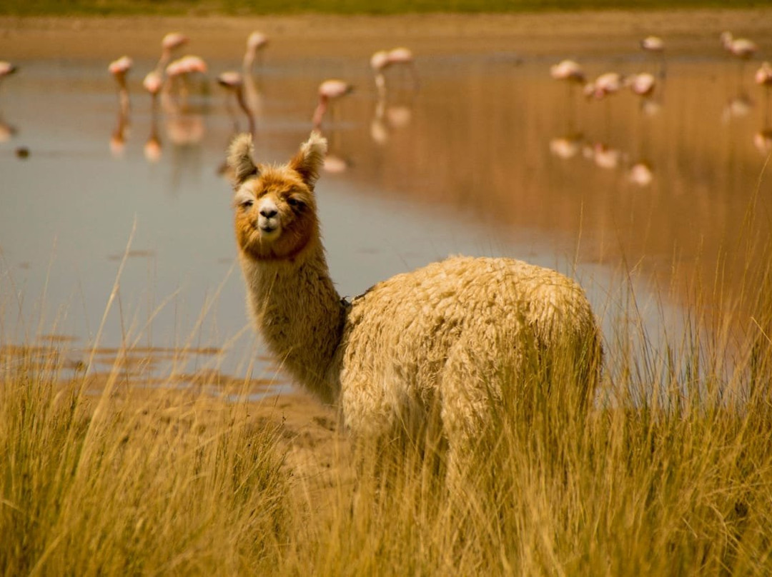 Monumento Natural Laguna de los Pozuelos景点图片