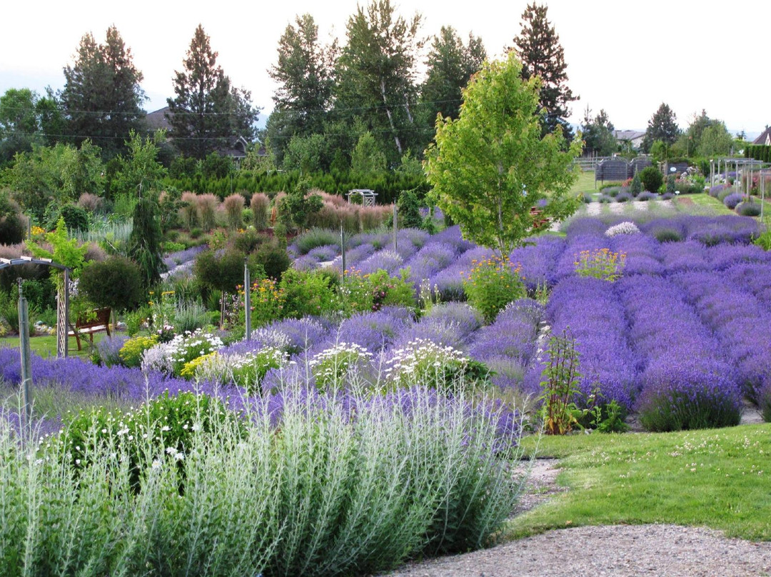 Okanagan Lavender & Herb Farm景点图片